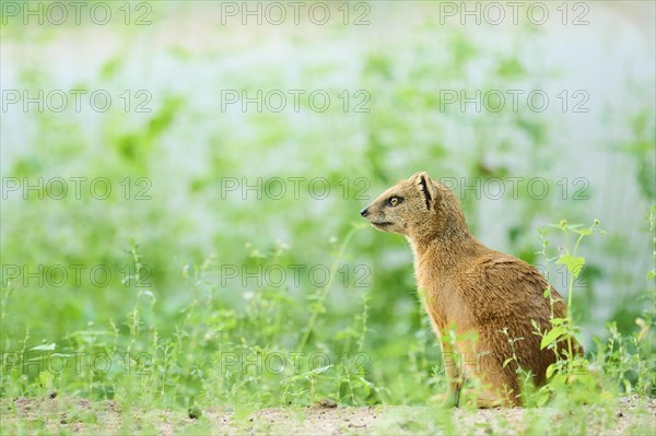 Ethiopian dwarf mongoose (Helogale hirtula) sitting on the ground, Bavaria, Germany, Europe