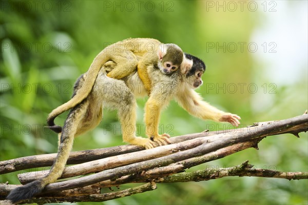 Black-capped squirrel monkey (Saimiri boliviensis) mother with he youngster, Germany, Europe