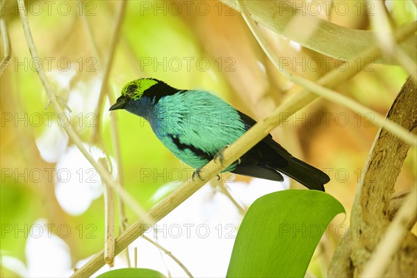 Paradise tanager (Tangara chilensis) sitting on a branch, Bavaria, Germany, Europe