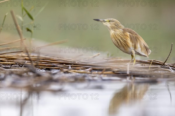 Squacco heron (Ardeola ralloides), at the edge of a reed bed, El Taray wetland, Castilla-La Mancha, Spain, Europe