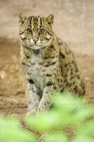 Fishing cat (Prionailurus viverrinus) sitting on the ground, Germany, Europe