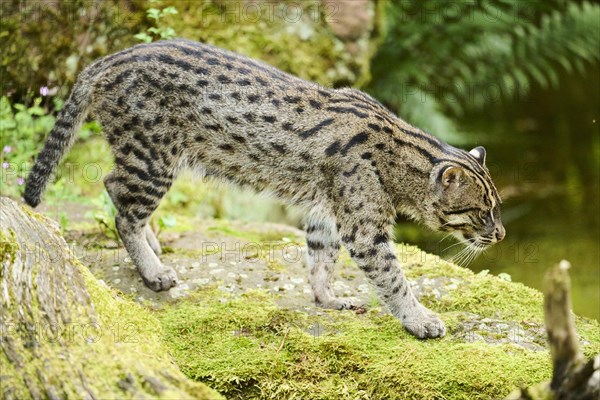 Fishing cat (Prionailurus viverrinus) walking on the ground, Germany, Europe