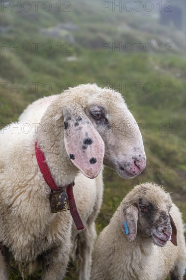 Mother with young, white domestic sheep on an alpine meadow, animal portrait, Berliner Hoehenweg, Zillertal Alps, Tyrol, Austria, Europe
