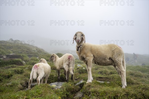 Mother with young, white domestic sheep on an alpine meadow, Berliner Hoehenweg, Zillertal Alps, Tyrol, Austria, Europe