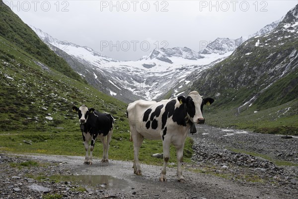 Cows on the alpine meadow, Schlegeisgrund valley, glaciated mountain peaks Hoher Weiszint and Schlegeiskees glacier, Berliner Hoehenweg, Zillertal, Tyrol, Austria, Europe