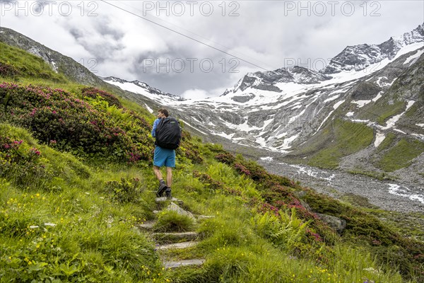 Mountaineers on a hiking trail between blooming alpine roses, view of the Schlegeisgrund valley, glaciated mountain peaks Hoher Weiszint and Dosso Largo with Schlegeiskees glacier, Berliner Hoehenweg, Zillertal, Tyrol, Austria, Europe