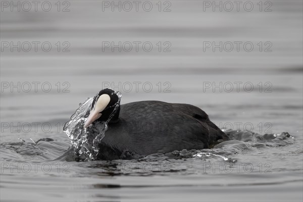 A coot grooming its feathers, Lake Kemnader, Ruhr area, North Rhine-Westphalia, Germany, Europe