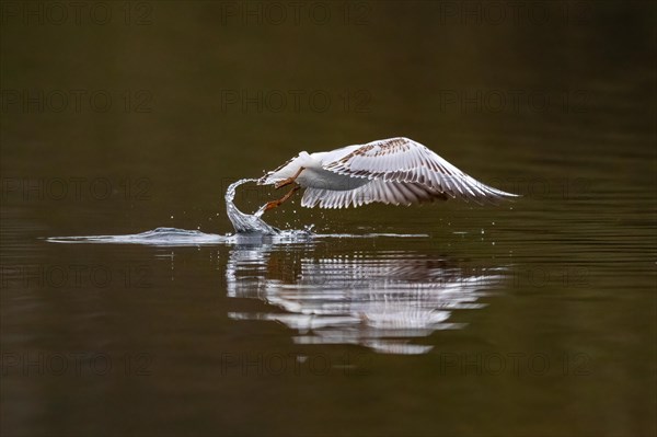 A Black-headed Black-headed Gull at take-off, Lake Kemnader, Ruhr area, North Rhine-Westphalia, Germany, Europe