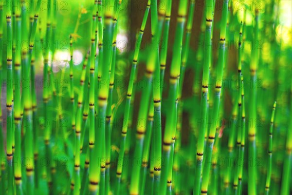 A peaceful bamboo forest with focus on green bamboo stems and blurred background, Botanical Garden, Duesseldorf, North Rhine-Westphalia, Germany, Europe