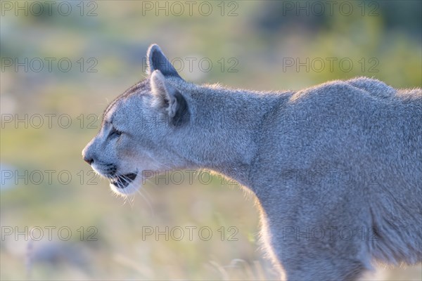 Cougar (Cougar concolor), silver lion, mountain lion, cougar, panther, small cat, morning light, animal portrait, Torres del Paine National Park, Patagonia, end of the world, Chile, South America