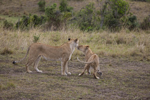 Lion (Panthera leo) Masai Mara Kenya