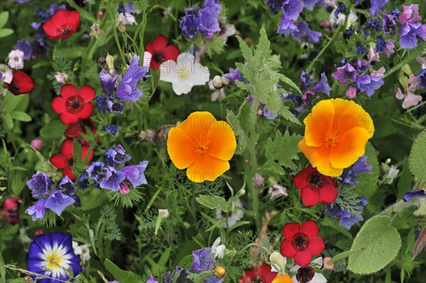 Colourful flower meadow, Schwaebisch Gmuend, Baden-Wuerttemberg, Germany, Europe