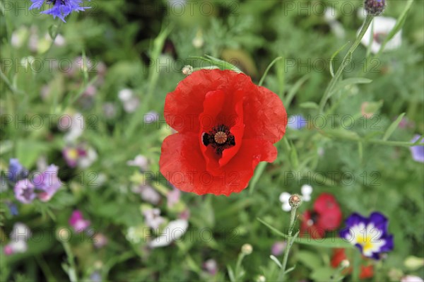 Colourful flower meadow, Schwaebisch Gmuend, Baden-Wuerttemberg, Germany, Europe