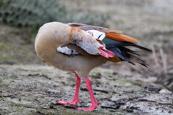 A Egyptian goose during intensive plumage care, Lake Kemnader, Ruhr area, North Rhine-Westphalia, Germany, Europe