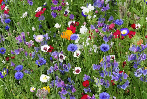 Cornflowers (Centaurea cyanus), yarrow (Achillea), mallow (Malva), yellow daisies (Leucanthemum), poppy (Papaver rhoeas), Baden-Wuerttemberg, Germany, Europe