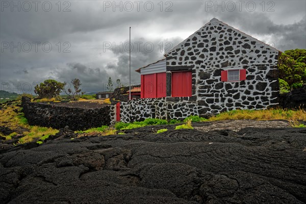 White house with red details stands on a black lava landscape under a grey sky, North Coast, Santa Luzia, Pico, Azores, Portugal, Europe