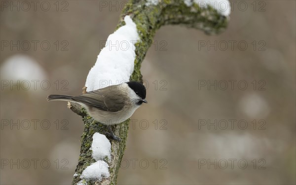 Marsh tit (Poecile palustris), snow, Lower Austria