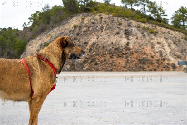 A brown dog wearing a red leash looking away