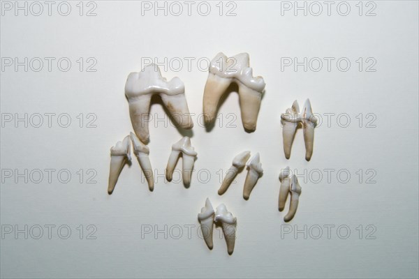 Various teeth from dead animal with roots some of which are broken isolated on white background