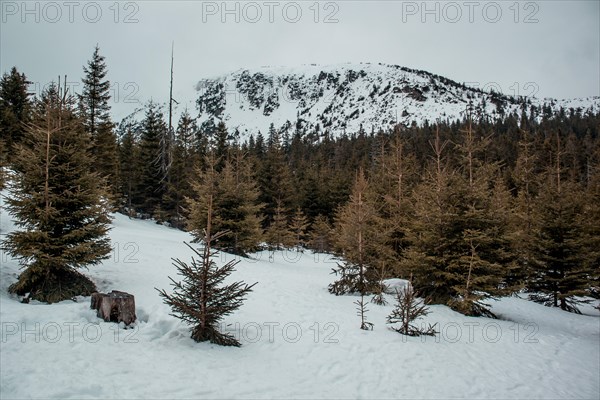 Snow-covered landscape with evergreen trees and a mountain in the background. Poland, Karkonosze