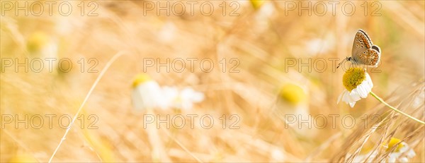 Small sunflower blue (Aricia agestis), sucking nectar on the white flower of a marguerite (Leucanthemum) amidst dry grasses, nature reserve Parc naturel regional des Caps et Marais d'Opale, France, Europe