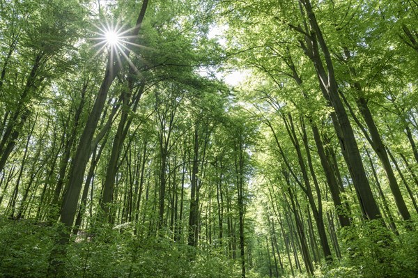 European beech forest, common beeches (Fagus sylvatica) in spring, Sonnenstern, Thuringia, Germany, Europe