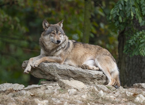 Gray wolf (Canis lupus) lying on a rock and looking attentively, captive, Germany, Europe