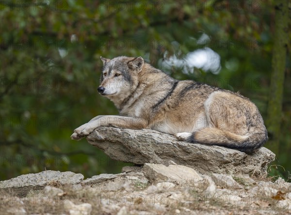 Gray wolf (Canis lupus) lying on a rock, captive, Germany, Europe