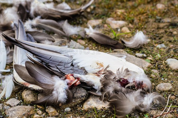 Wing parts and feathers of a duck that has been killed