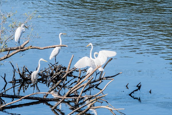 Four great white egrets sharing a pile of drift wood in a lake of blue water