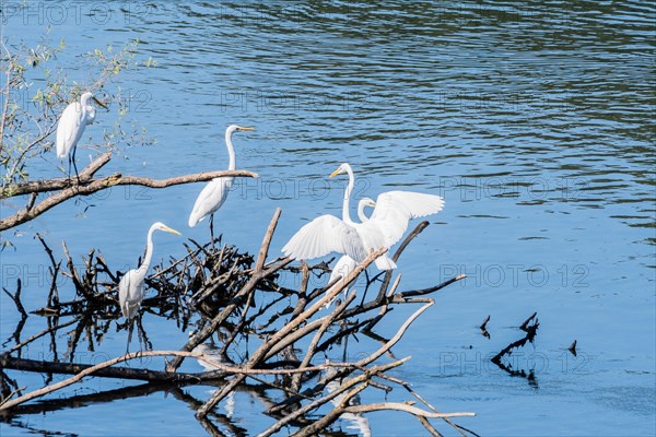 Four great white egrets sharing a pile of drift wood in a lake of blue water