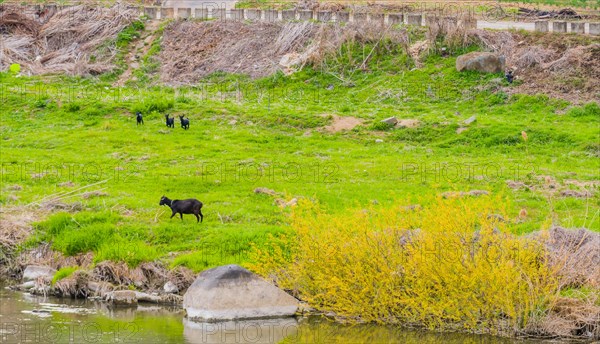 Mother black Bengal goat and her three kids next to river with beautiful yellow flowers reflecting in the water