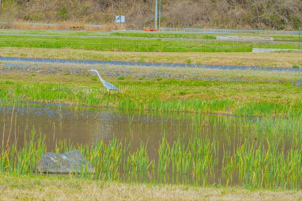 Beautiful gray heron in pond with green water reeds next to shore covered with lush green grass