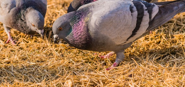 Close up of pigeon on the ground looking for food in dry brown grass