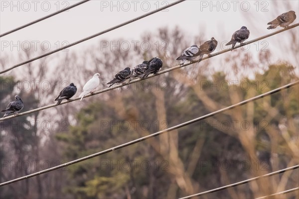 Pigeons sitting on power line on overcast day with trees blurred in background