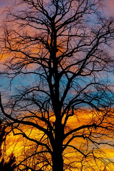Silhouette of a leafless tree in front of a colourful sky at sunrise, Ternitz, Lower Austria, Austria, Europe