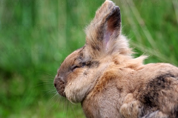 Bunny (Oryctolagus cuniculus domesticus), side view, eye closed, see nothing, hare, garden, A domestic rabbit with eyes closed