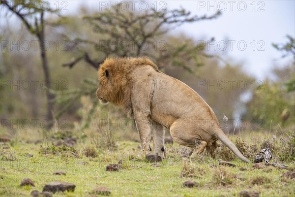 Lion (Panthera leo) Masai Mara Kenya