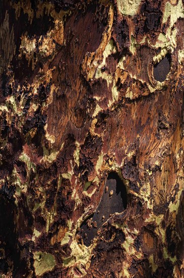 Tree bark as texture, wood, pattern, nature, bark, structure, background, ecological, building material, craft, trunk, tree trunk, wood processing