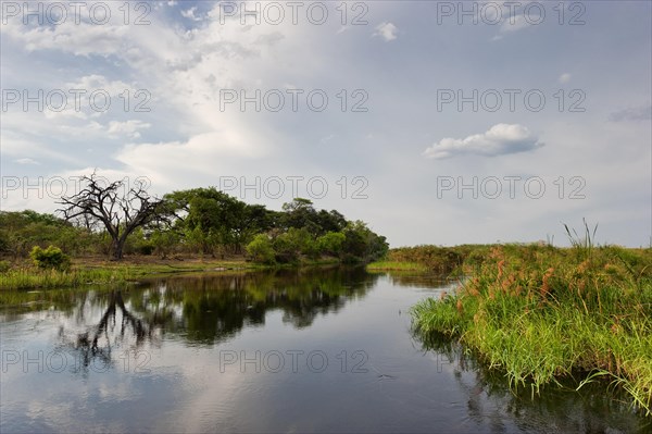 River cruise in the Okavango Delta, reeds, clouds, nature, natural landscape, landscape, nobody, puristic, Kwando River, BwaBwata National Park, Namibia, Africa