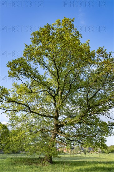 English oak (Quercus robur) in spring, blue sky, Lower Saxony, Germany, Europe