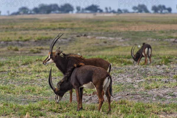 Sable antilope (Hippotragus niger), safari, travel, wildlife, wildlife, wilderness, Chobe National Park, Botswana, Africa