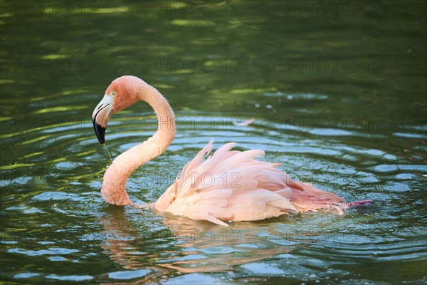 Chilean flamingo (Phoenicopterus chilensis) in the water, Bavaria, Germany, Europe