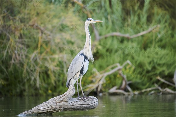 Grey heron (Ardea cinerea) standing on a tree trunk at the edge of the water, hunting, Parc Naturel Regional de Camargue, France, Europe