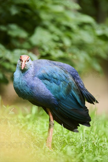 Western swamphen (Porphyrio porphyrio) on a meadow, Bavaria, Germany, Europe