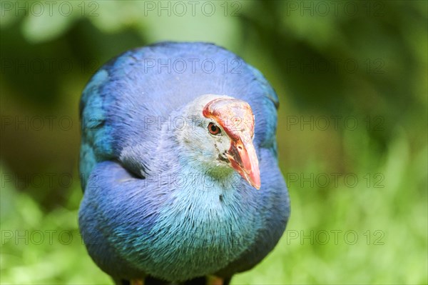 Western swamphen (Porphyrio porphyrio), portrait, Bavaria, Germany, Europe