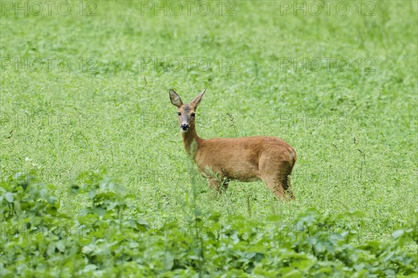 Roe deer (Capreolus capreolus) standing on a meadow, Bavaria, Germany, Europe