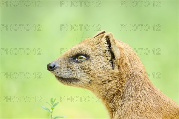 Ethiopian dwarf mongoose (Helogale hirtula), portrait, Bavaria, Germany, Europe