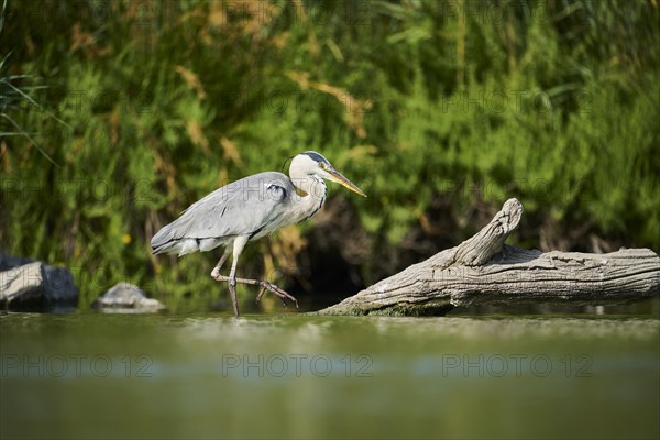 Grey heron (Ardea cinerea) standing at the edge of the water, hunting, Parc Naturel Regional de Camargue, France, Europe