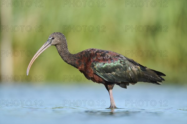 Glossy ibis (Plegadis falcinellus) walking in the water, hunting, Parc Naturel Regional de Camargue, France, Europe